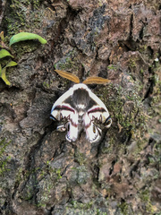 Saturnia pyretorum