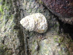 Austrocochlea constricta