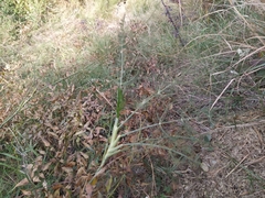 Lepidium graminifolium