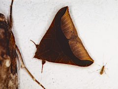 Pseudophisma aeolida