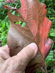 Acalypha wilkesiana