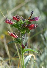 Pontechium maculatum