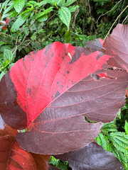 Acalypha wilkesiana