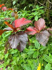 Acalypha wilkesiana