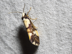 Philenora elegans
