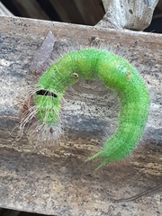 Amathusia phidippus