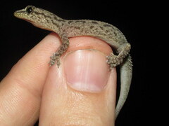 Hemidactylus kushmorensis
