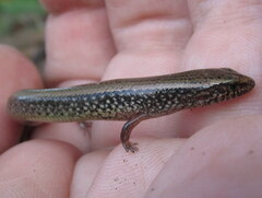 Riopa albopunctata