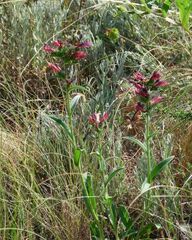 Pontechium maculatum