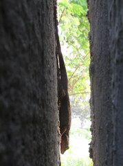 Hemidactylus flaviviridis