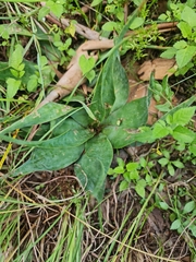 Ledebouria marginata