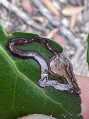 Phytomyza vomitoriae