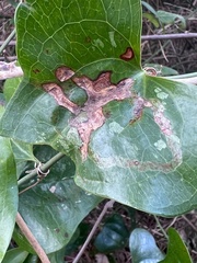 Liriomyza schmidti