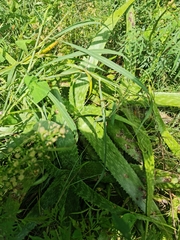 Aloe greatheadii