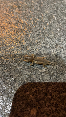 Neoscapteriscus borellii