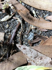Scatochresis episema
