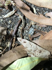 Scatochresis episema
