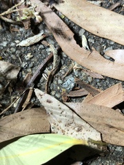 Scatochresis episema