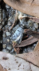 Scatochresis episema