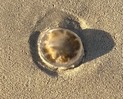 Pseudorhiza haeckeli