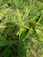 Aloe greatheadii