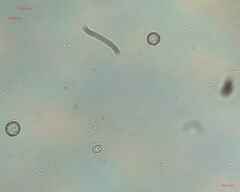 Fungi