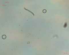 Fungi