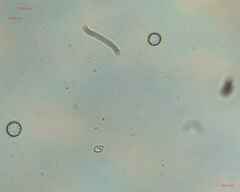 Fungi