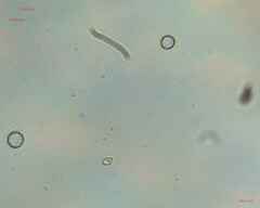Fungi