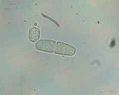 Fungi
