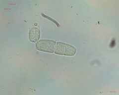 Fungi