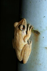 Polypedates leucomystax