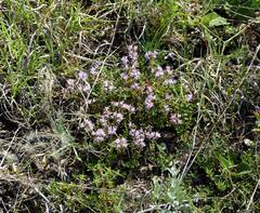 Thymus pannonicus