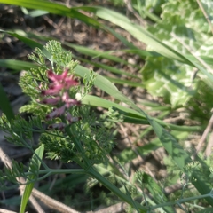 Fumaria densiflora