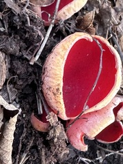 Sarcoscypha austriaca