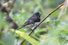 Spermestes bicolor poensis