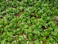 Pachysandra