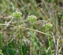 Allium flavescens