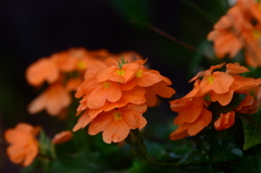 Crossandra
