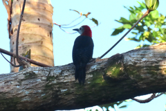 Melanerpes radiolatus