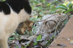 Lemniscomys striatus