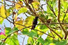 Anthracothorax mango