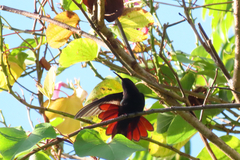 Anthracothorax mango