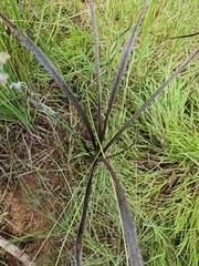 Hypoxis rigidula