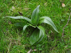 Himantoglossum hircinum