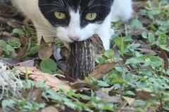 Lemniscomys striatus