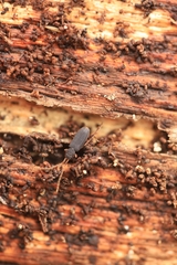 Uleiota planata