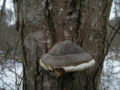 Phellinus alni