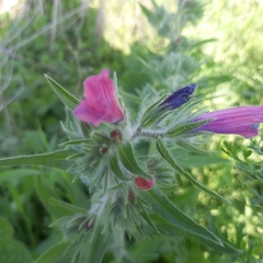 Echium judaeum