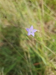 Wahlenbergia undulata